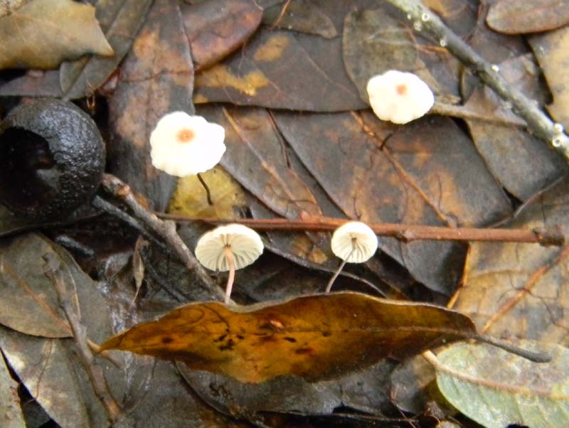 Alcuni ritrovamenti del 15.03.2011.